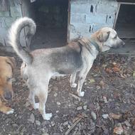 واگذاری ماده پژدر دوساله