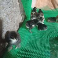 جوجه برهما یک روزه