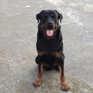 واگذاری روتوایلر نر با شرایط ویژه