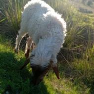 گوسفند بره نر