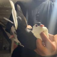 کبوتر نر و ماده