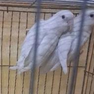 طوطی برزیلی آلبینو