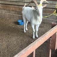 فروش یک راس بز نر سانن