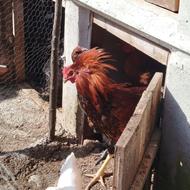 تخم مرغ لاری