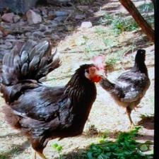 فروش 6عدد مرغ خروس