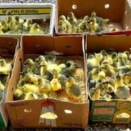 جوجه غاز دوسه روزه تعداد بالا