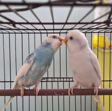 مرغ عشق جفت خورده و زیبا