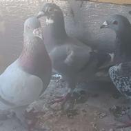 کبوتر پرشی 3عددنر