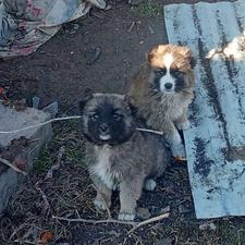 دوتا سگ ماده واگذاری