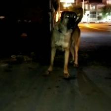 واگذاری سگ افغان سراب پژدر