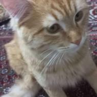 واگذاری گربه خانگی آرام و مهربان