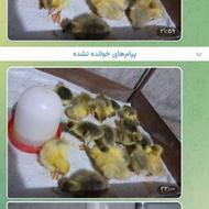 جوجه غاز 3 روزه