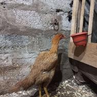 جوجه مرغه لاری