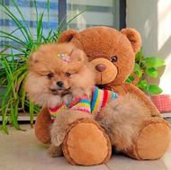 واگذاری سگ فنجونی پامرانین