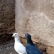 کفتر خوشکل.