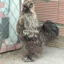 فروش مرغ و خروس ابریشمی