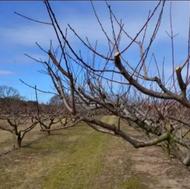 هرس کاری کود حیوانی حمل رایگان نیسان و کامیون