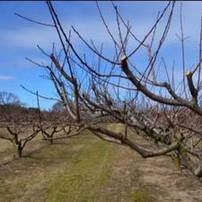 هرس کاری کود حیوانی حمل رایگان نیسان و کامیون