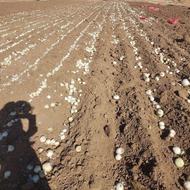 بذر پیاز سفید،قرمز، زرد