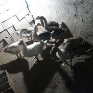 غاز سه ماهه 7عدد سالمو سرحال