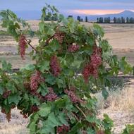 فروش نهال انگور قرمز بی دانه