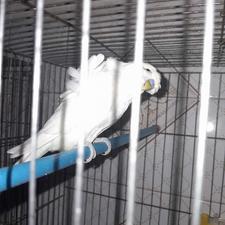 مرغ عشق پروانه ای مولد نر