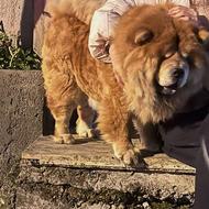 چاوچاو مینیاتوری