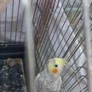 عروس هلندی ماده مولد و نر سخنگو کاملا دستی