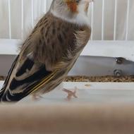 سهره و سهره قناری