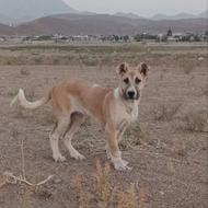 توله سگ سرابی