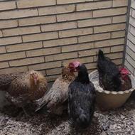 مرغ بومی تخم گذار