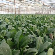 اجاره 15جیریب گلخانه برا تخدون پیاز در قهدریجان