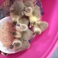 فروش جوجه غاز و مرغ یک روزه و چند روزه