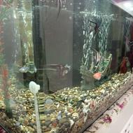 آکواریوم شیشه خم 80در25