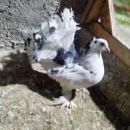 کبوتر تزیینی