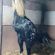 جوجه خروس لاری