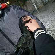 مرغ نسل هزار