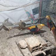 قرقاول بلژیکی لیمویی