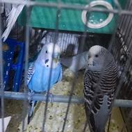 پرنده سالم تضمینی