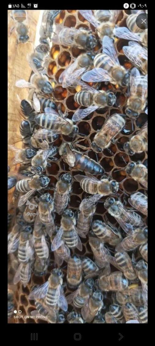 کارگر زنبورداری - حسین