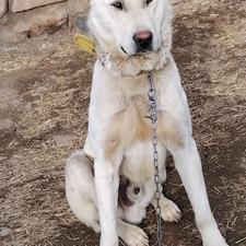 سگ سرابی واگذاری