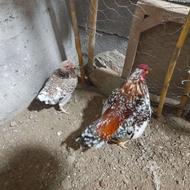 فروش یک جفت لاری مینیاتور کوشامو