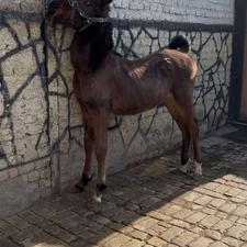 کره اسب اینده دار