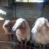 فروش گوسفند