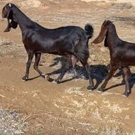 بز بیتال ابستن با بزغاله بزرگ