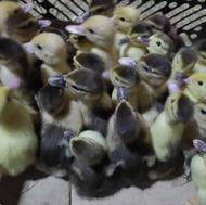 جوجه اردک خارجی یا اسراییلی دو روزه