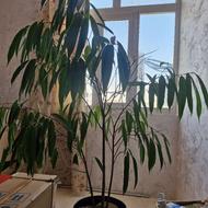 بنجامین آمستل کینگ(با قیمت باورنکردنی)