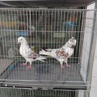 کبوتر یجا دونه ای 170