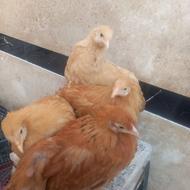 برهما بوف غولپیکر