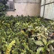 گل زانفولیا